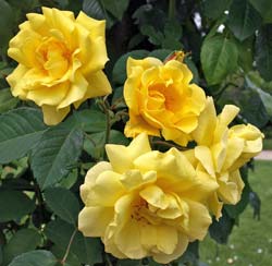 Rose 'Golden Gate'